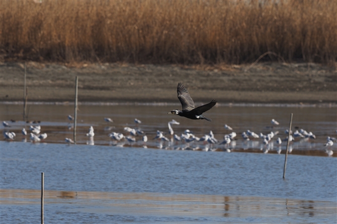 JE,Great Cormorant